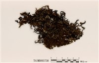 藏品(條袋梅衣)的圖片